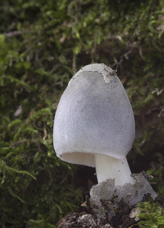 Volvariella caesiotincta